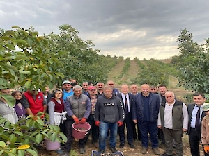 Cevizli Bahçe’nin 2021 Ceviz Hasadı Geniş Katılımlı Bir Etkinlikle Gerçekleştirildi